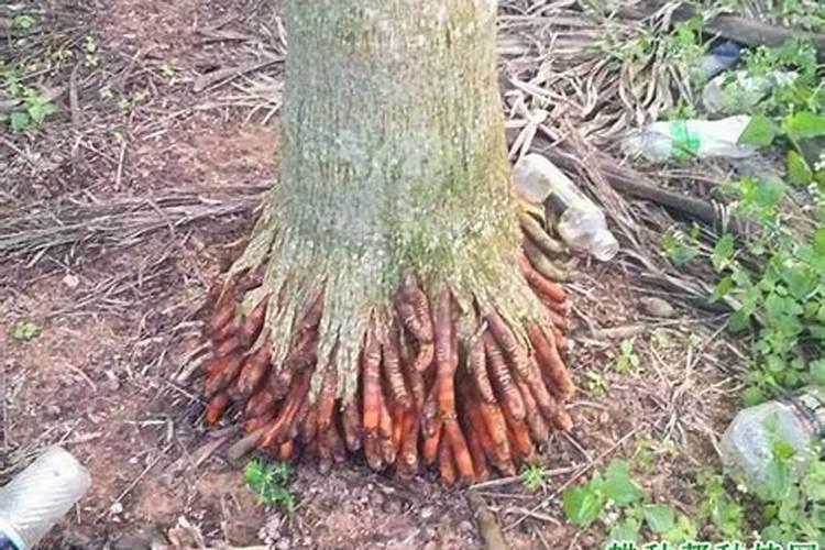 火龙果是怎么种植的