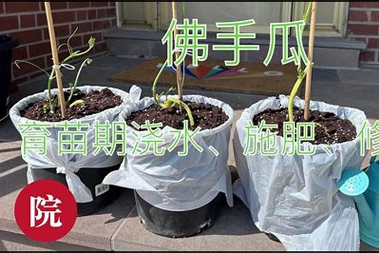 种瓜用什么肥料好