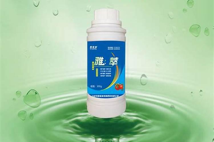 姑娘果种植时间和方法