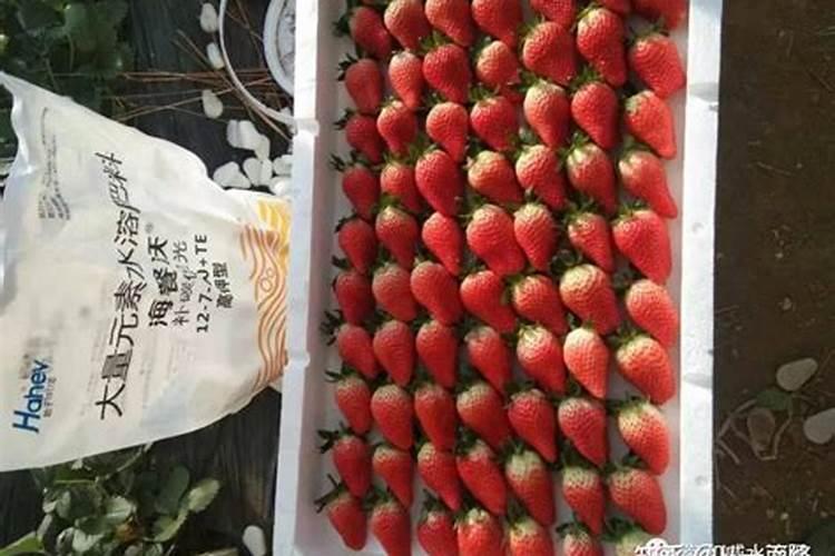 钙镁硼锌铁叶面肥啥时用最好