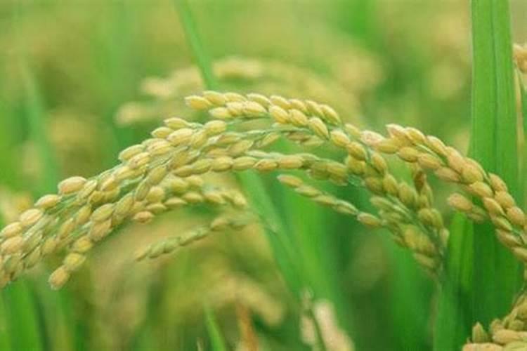 杜鹃花叶子可以喷水吗
