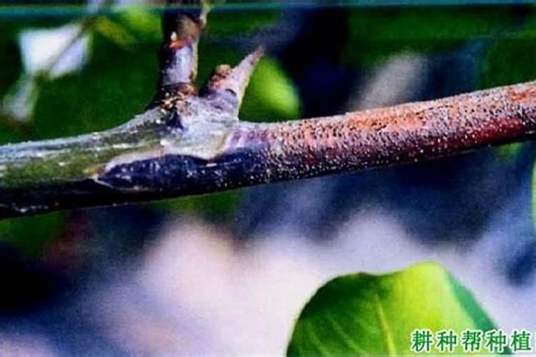 核桃园丰产管理技术有哪些？