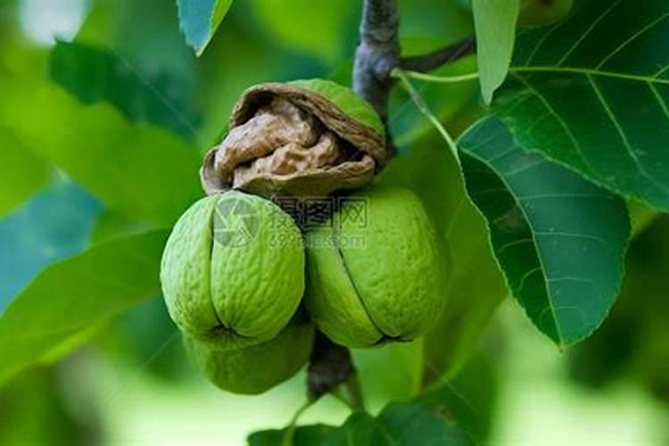 核桃用什么肥料