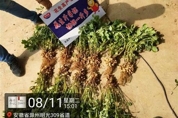 花生需要什么叶面肥
