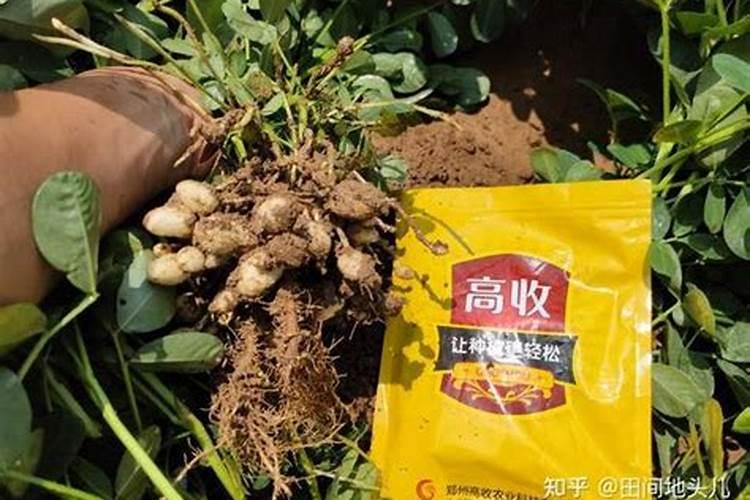 怎么种露天花生高产 花生三遍药使用的最佳时间
