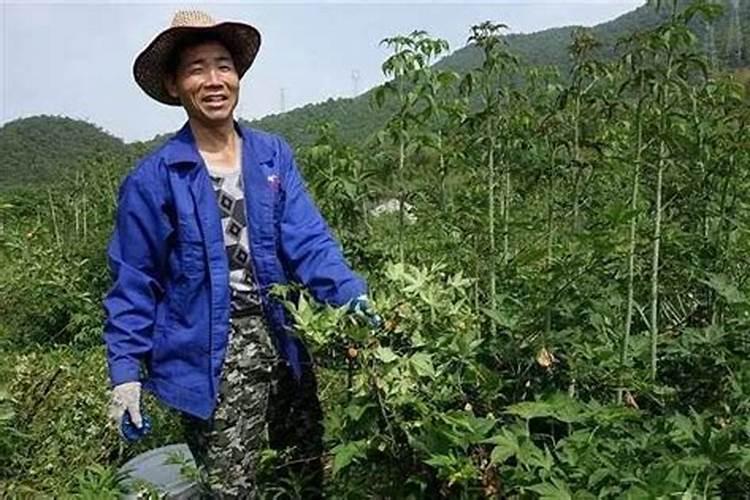 关于覆盆子的养殖方法等问题