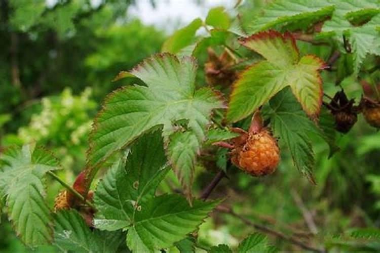 怎样种植培养覆盆子？