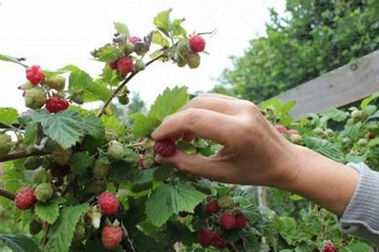 覆盆子怎么培植入药