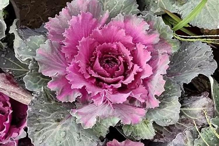 种甘蓝菜需要什么肥料