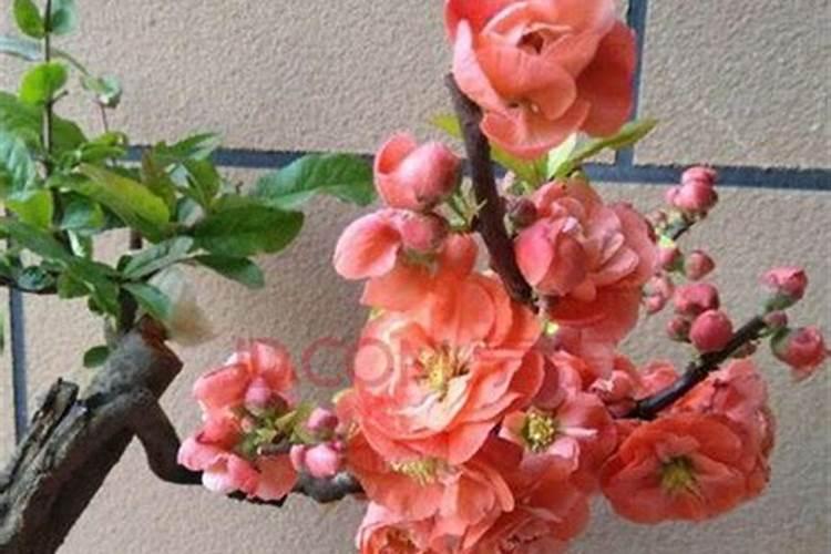 长寿冠海棠夏季怎么管理