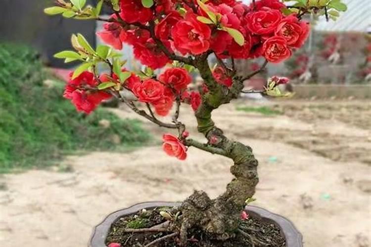 怎样给长寿冠海棠催花