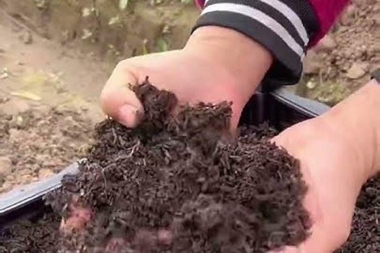 玉米底肥的正确使用方法