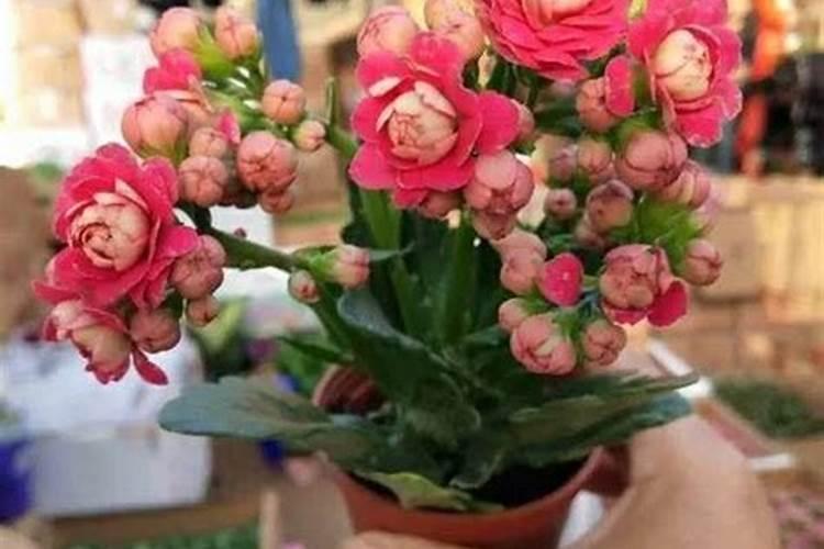 白兰花1月份还有花苞怎么办