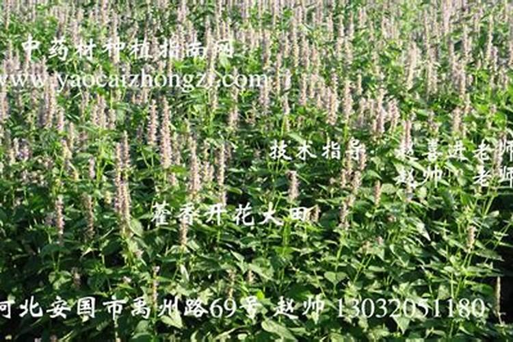 哪种药材利润高好种植