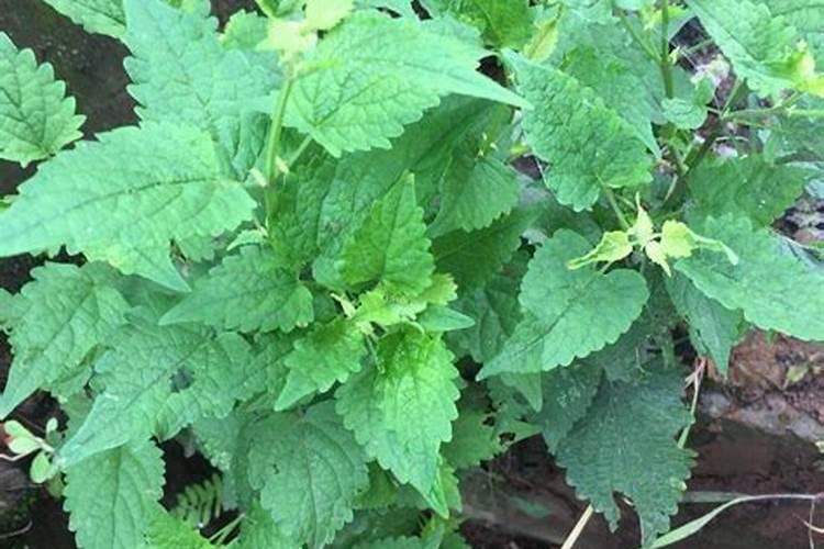 藿香新苗最简单三个步骤