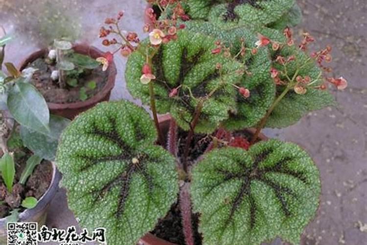 草坪需要什么肥料