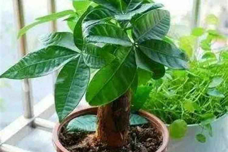 怎么给花施复合肥