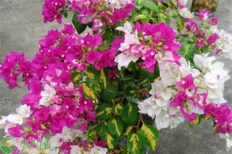 三角梅发芽后施什么肥