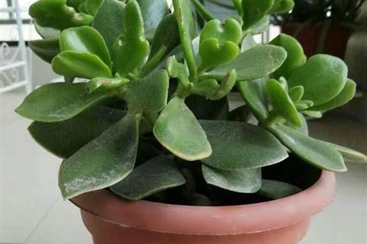 猕猴桃栽培技术与管理方法 软枣猕猴桃小苗种植要点