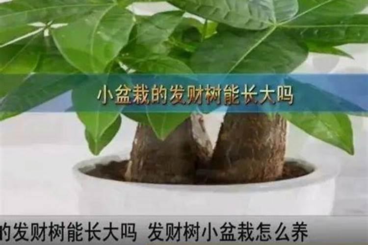 发财树浇什么肥料合适