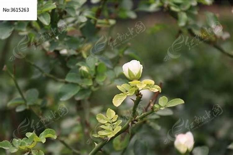 月季有花骨朵了可以施肥吗
