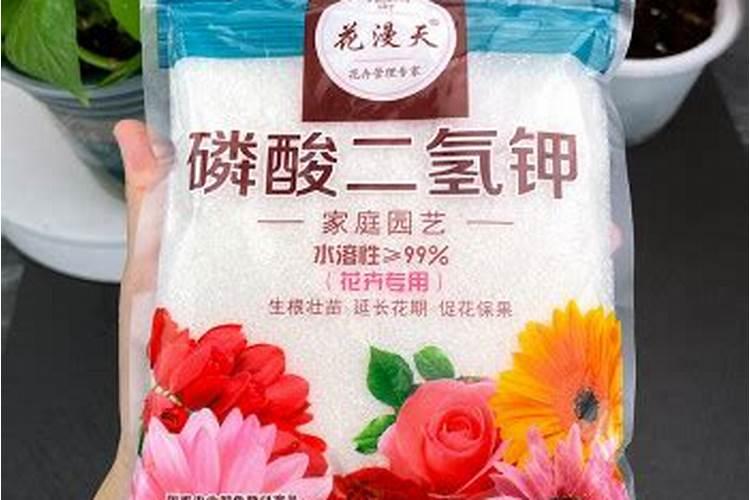 在家中养花和养鱼需要哪些注意事项？