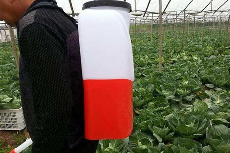 种植菠菜怎么施肥该施什么肥料