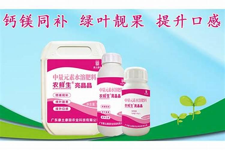 油麦菜干边是什么病