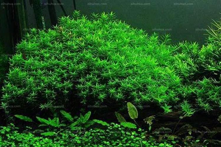 绿宫廷水草怎么养殖方法