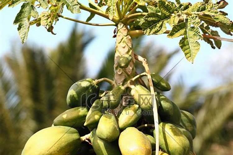 木瓜树如何施肥