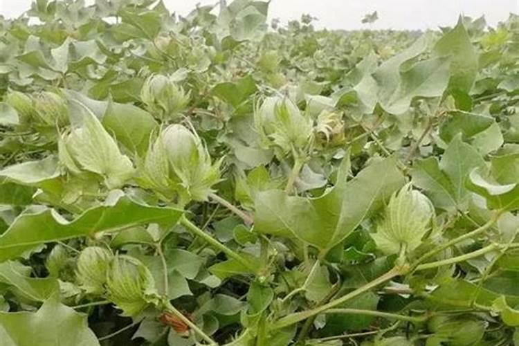 茄子种植怎么施肥才能高产