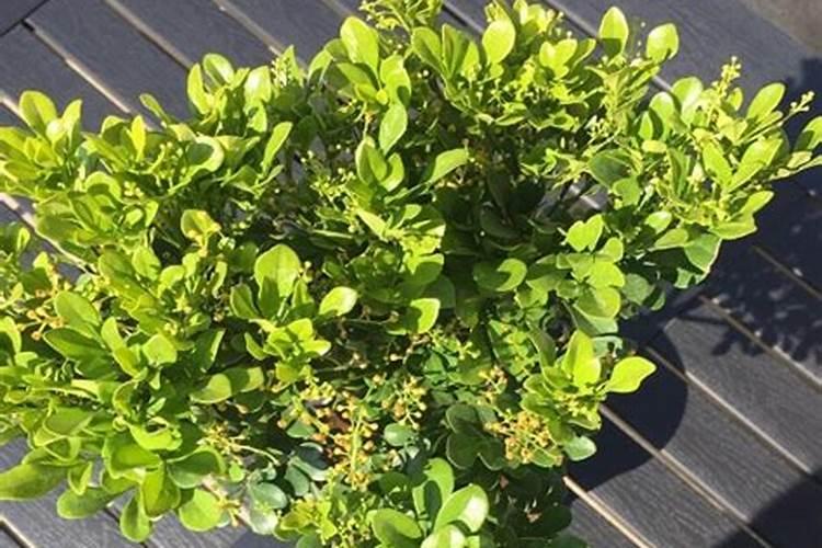 米兰花用什么肥料最好