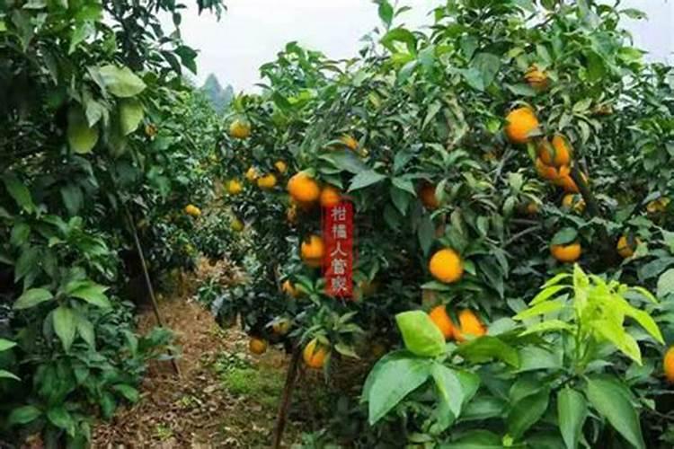 磷酸二氢钾可以直接灌根西瓜苗吗