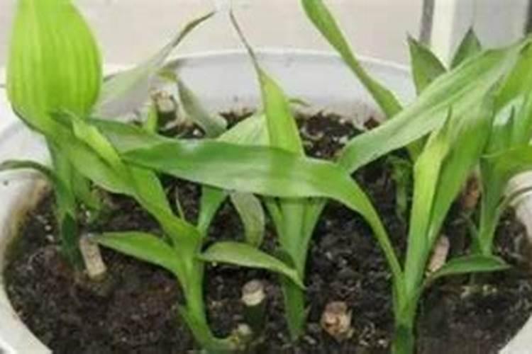 水溶肥中含缩二脲能冲施吗
