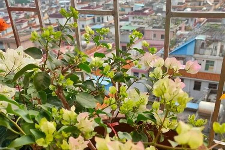 施什么肥可以促进开花