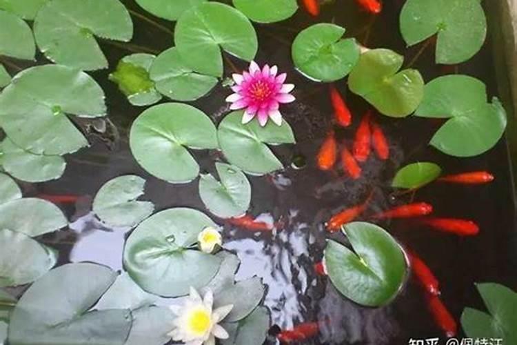 阿维菌素能和尿素一起冲施吗
