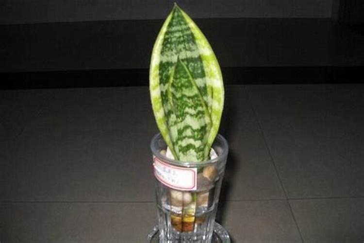 虎皮兰迟迟不冒笋怎么办