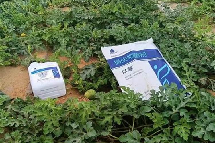 辣椒什么时候施用磷肥效果好？