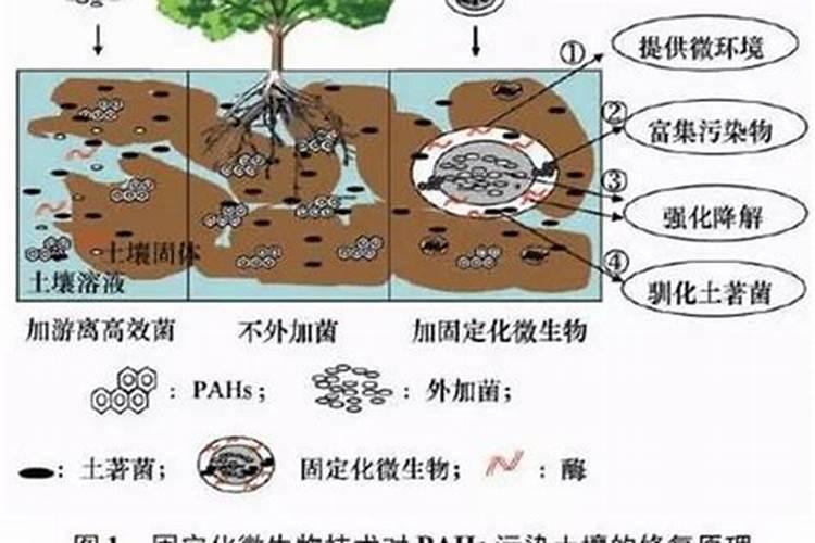 果树增甜用什么肥料
