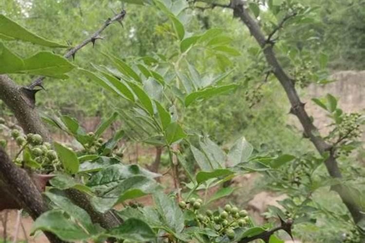 茶树施肥用什么肥料最好