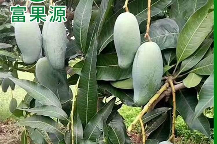 鱼类浓缩蛋白有点