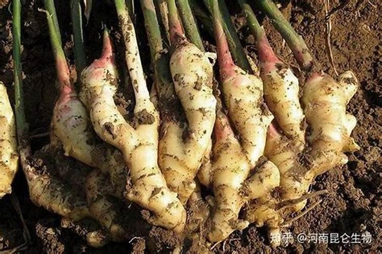 防治生姜常见的病虫害有何技术上的重点和难点？