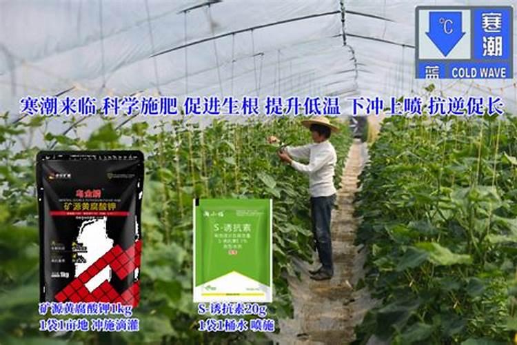 怎么提高作物抗冻抗寒能力？