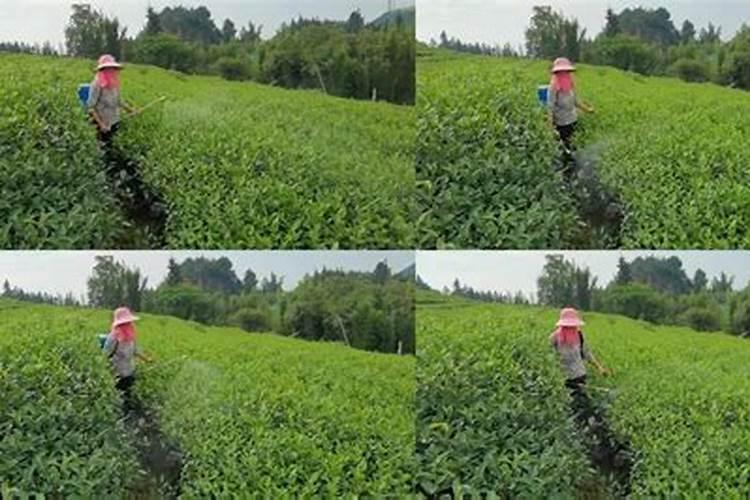 茶叶叶面肥催芽肥的正确使用