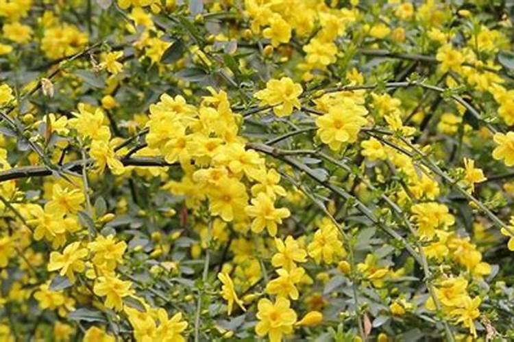 迎春花需要什么养分