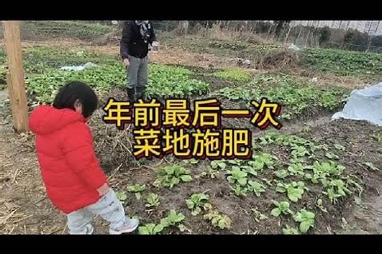 菜地怎么施肥