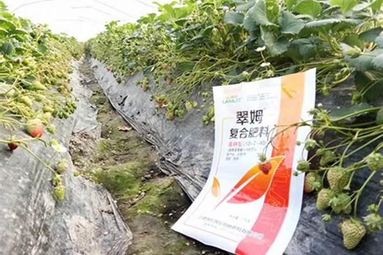 盆栽草莓要施什么肥料