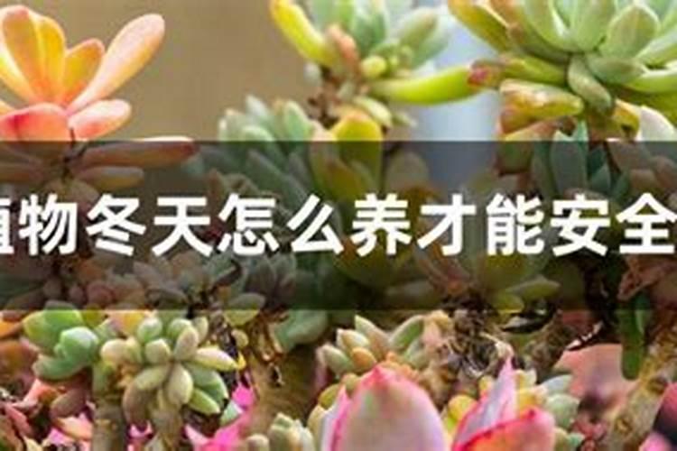 多肉冬天能浇水吗