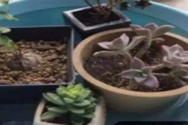 养多肉怎样使用水溶肥
