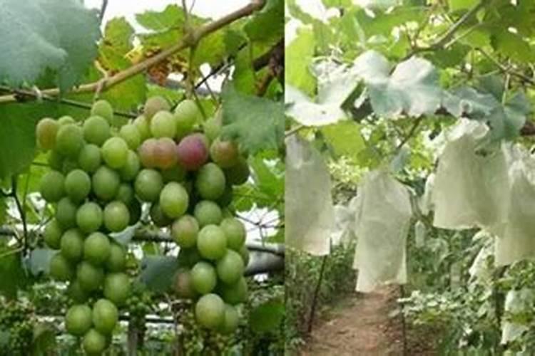 钾肥能撒在表面上吗